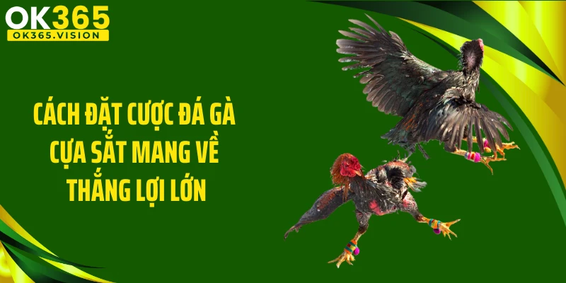 Cách đặt cược đá gà cựa sắt mang về thắng lợi lớn