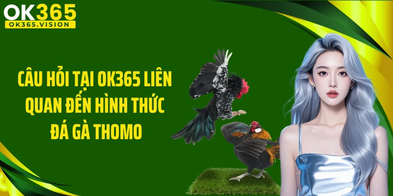 Câu hỏi tại OK365 liên quan đến hình thức đá gà Thomo
