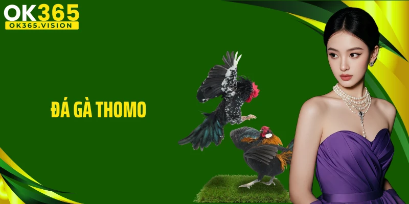 Đá Gà Thomo Campuchia OK365 Hấp dẫn Và Gay Cấn