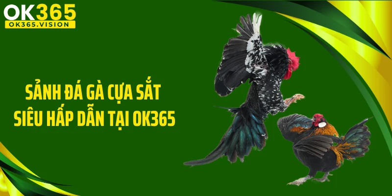 Sảnh đá gà cựa sắt siêu hấp dẫn tại OK365